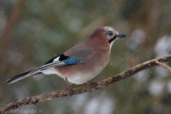 22 Eichelhäher - Garrulus glandarius